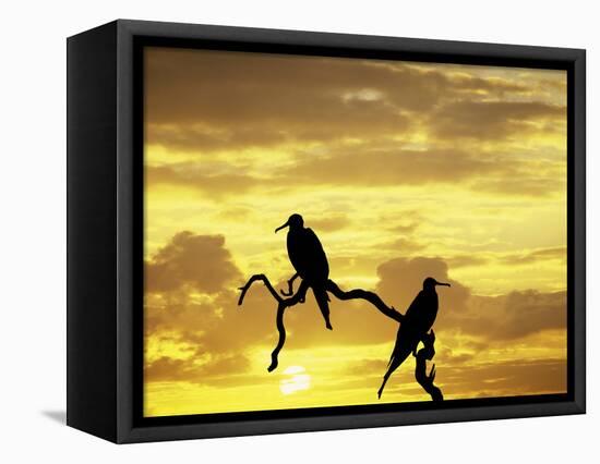 Silhouette of Frigate Birds on Tree Limb at Sunset, Galapagos Islands, Ecuador-Jim Zuckerman-Framed Premier Image Canvas