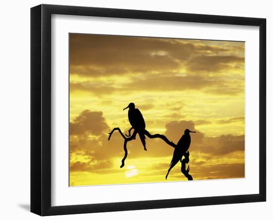 Silhouette of Frigate Birds on Tree Limb at Sunset, Galapagos Islands, Ecuador-Jim Zuckerman-Framed Photographic Print