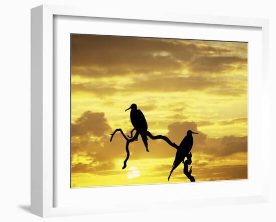 Silhouette of Frigate Birds on Tree Limb at Sunset, Galapagos Islands, Ecuador-Jim Zuckerman-Framed Photographic Print