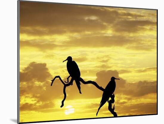 Silhouette of Frigate Birds on Tree Limb at Sunset, Galapagos Islands, Ecuador-Jim Zuckerman-Mounted Photographic Print