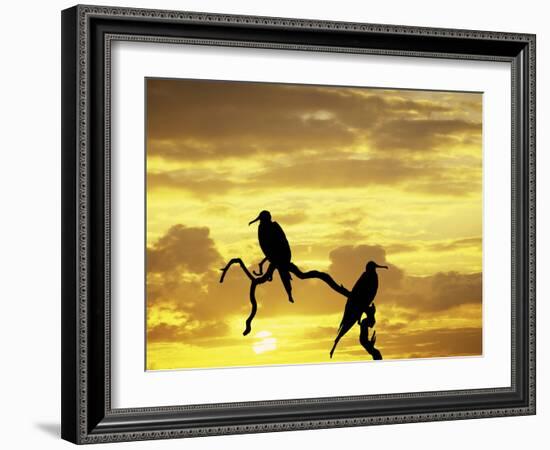 Silhouette of Frigate Birds on Tree Limb at Sunset, Galapagos Islands, Ecuador-Jim Zuckerman-Framed Photographic Print