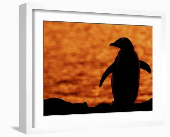 Silhouette of Gentoo Penguin at Sunset, Antarctica-Edwin Giesbers-Framed Photographic Print