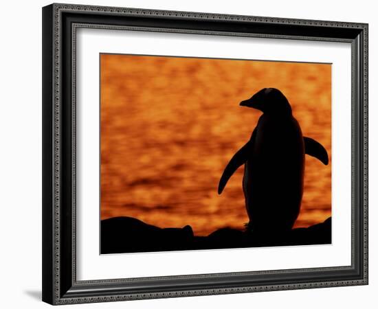 Silhouette of Gentoo Penguin at Sunset, Antarctica-Edwin Giesbers-Framed Photographic Print