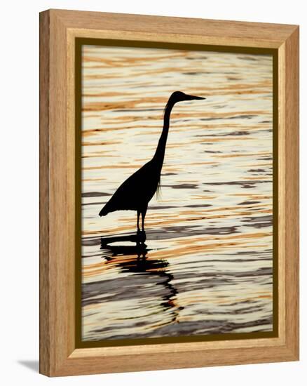 Silhouette of Great Blue Heron in Water at Sunset, Sanibel Fishing Pier, Sanibel, Florida, USA-Arthur Morris.-Framed Premier Image Canvas