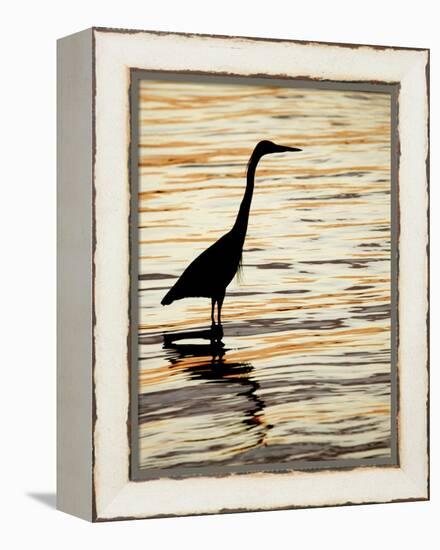 Silhouette of Great Blue Heron in Water at Sunset, Sanibel Fishing Pier, Sanibel, Florida, USA-Arthur Morris.-Framed Premier Image Canvas