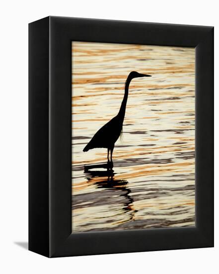 Silhouette of Great Blue Heron in Water at Sunset, Sanibel Fishing Pier, Sanibel, Florida, USA-Arthur Morris.-Framed Premier Image Canvas