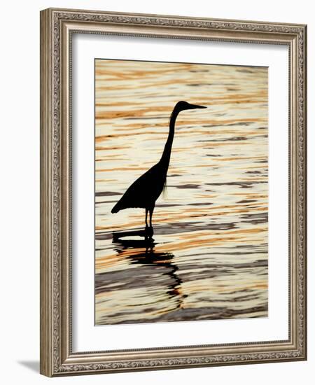 Silhouette of Great Blue Heron in Water at Sunset, Sanibel Fishing Pier, Sanibel, Florida, USA-Arthur Morris.-Framed Photographic Print