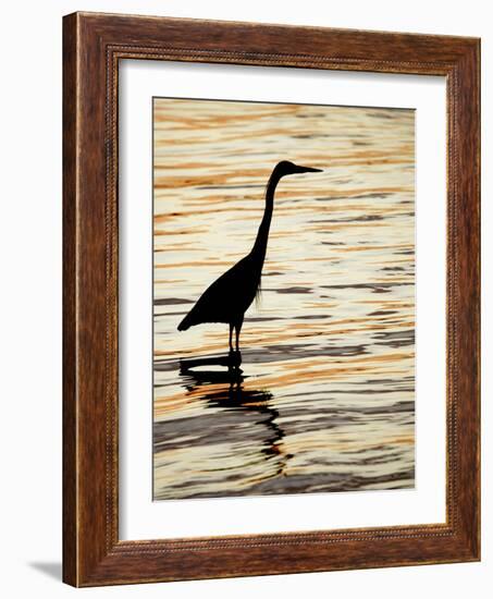 Silhouette of Great Blue Heron in Water at Sunset, Sanibel Fishing Pier, Sanibel, Florida, USA-Arthur Morris.-Framed Photographic Print