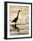 Silhouette of Great Blue Heron in Water at Sunset, Sanibel Fishing Pier, Sanibel, Florida, USA-Arthur Morris.-Framed Photographic Print