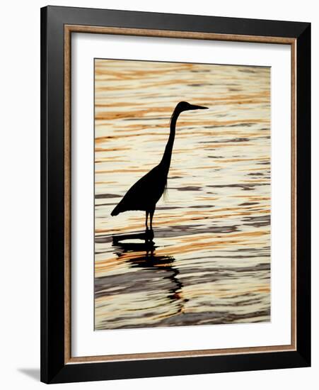 Silhouette of Great Blue Heron in Water at Sunset, Sanibel Fishing Pier, Sanibel, Florida, USA-Arthur Morris.-Framed Photographic Print