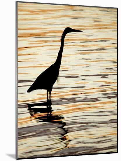 Silhouette of Great Blue Heron in Water at Sunset, Sanibel Fishing Pier, Sanibel, Florida, USA-Arthur Morris.-Mounted Photographic Print