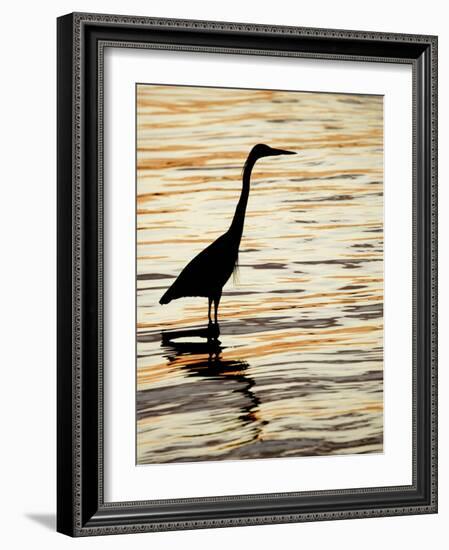 Silhouette of Great Blue Heron in Water at Sunset, Sanibel Fishing Pier, Sanibel, Florida, USA-Arthur Morris.-Framed Photographic Print