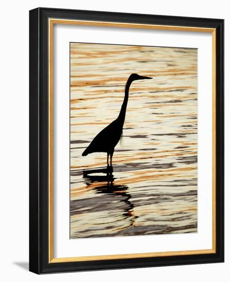 Silhouette of Great Blue Heron in Water at Sunset, Sanibel Fishing Pier, Sanibel, Florida, USA-Arthur Morris.-Framed Photographic Print