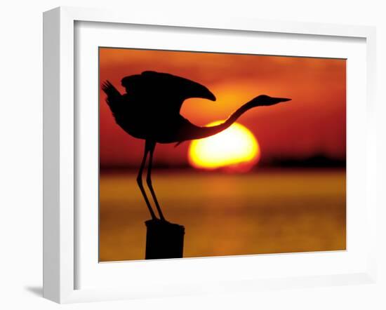 Silhouette of Great Blue Heron Stretching Neck at Sunset, Fort De Soto Park, St. Petersburg-Arthur Morris.-Framed Photographic Print