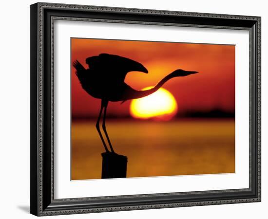 Silhouette of Great Blue Heron Stretching Neck at Sunset, Fort De Soto Park, St. Petersburg-Arthur Morris.-Framed Photographic Print