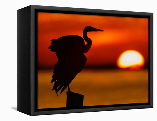 Silhouette of Great Blue Heron Stretching Wings at Sunset, Fort De Soto Park, St. Petersburg-Arthur Morris.-Framed Premier Image Canvas