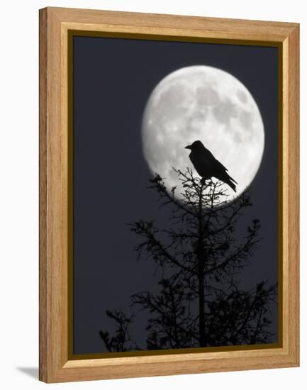 Silhouette of Hooded Crow (Corvus Cornix) Against Full Moon, Helsinki, Finland, December-Markus Varesvuo-Framed Premier Image Canvas