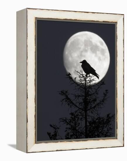 Silhouette of Hooded Crow (Corvus Cornix) Against Full Moon, Helsinki, Finland, December-Markus Varesvuo-Framed Premier Image Canvas