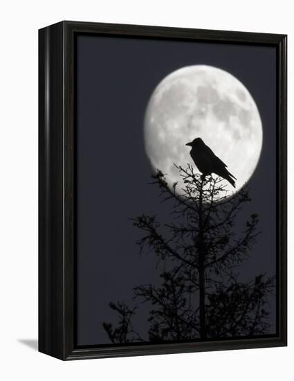 Silhouette of Hooded Crow (Corvus Cornix) Against Full Moon, Helsinki, Finland, December-Markus Varesvuo-Framed Premier Image Canvas