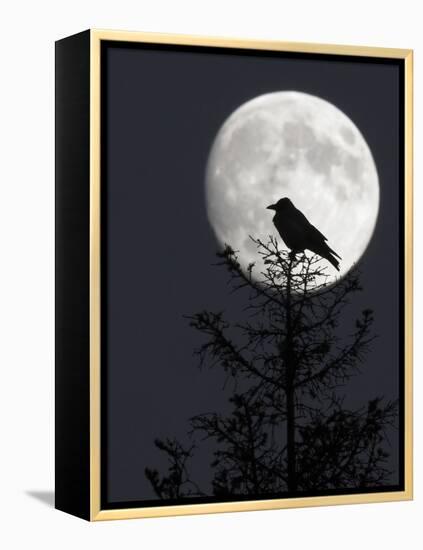 Silhouette of Hooded Crow (Corvus Cornix) Against Full Moon, Helsinki, Finland, December-Markus Varesvuo-Framed Premier Image Canvas
