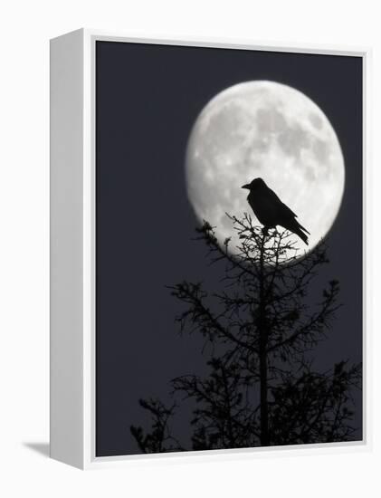 Silhouette of Hooded Crow (Corvus Cornix) Against Full Moon, Helsinki, Finland, December-Markus Varesvuo-Framed Premier Image Canvas