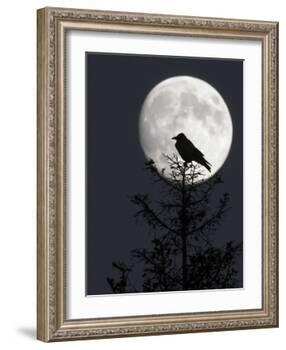 Silhouette of Hooded Crow (Corvus Cornix) Against Full Moon, Helsinki, Finland, December-Markus Varesvuo-Framed Photographic Print