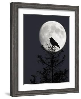 Silhouette of Hooded Crow (Corvus Cornix) Against Full Moon, Helsinki, Finland, December-Markus Varesvuo-Framed Photographic Print