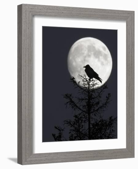 Silhouette of Hooded Crow (Corvus Cornix) Against Full Moon, Helsinki, Finland, December-Markus Varesvuo-Framed Photographic Print