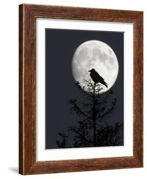 Silhouette of Hooded Crow (Corvus Cornix) Against Full Moon, Helsinki, Finland, December-Markus Varesvuo-Framed Photographic Print