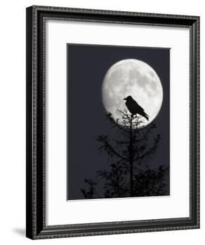 Silhouette of Hooded Crow (Corvus Cornix) Against Full Moon, Helsinki, Finland, December-Markus Varesvuo-Framed Photographic Print
