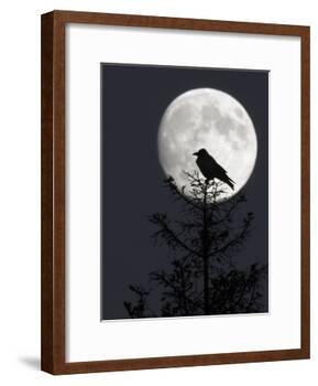 Silhouette of Hooded Crow (Corvus Cornix) Against Full Moon, Helsinki, Finland, December-Markus Varesvuo-Framed Photographic Print