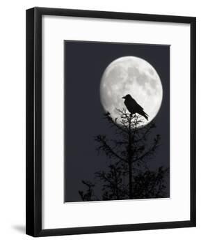 Silhouette of Hooded Crow (Corvus Cornix) Against Full Moon, Helsinki, Finland, December-Markus Varesvuo-Framed Photographic Print