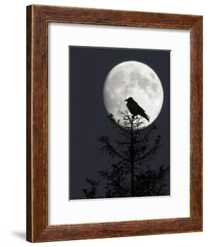 Silhouette of Hooded Crow (Corvus Cornix) Against Full Moon, Helsinki, Finland, December-Markus Varesvuo-Framed Photographic Print
