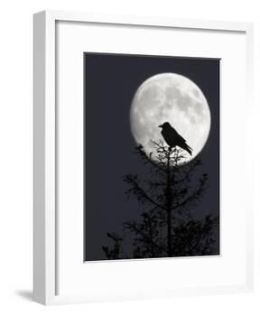 Silhouette of Hooded Crow (Corvus Cornix) Against Full Moon, Helsinki, Finland, December-Markus Varesvuo-Framed Photographic Print