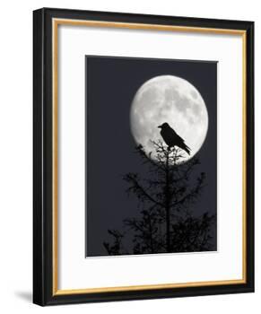 Silhouette of Hooded Crow (Corvus Cornix) Against Full Moon, Helsinki, Finland, December-Markus Varesvuo-Framed Photographic Print