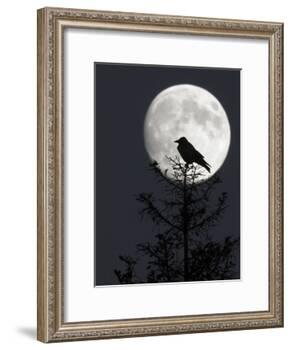 Silhouette of Hooded Crow (Corvus Cornix) Against Full Moon, Helsinki, Finland, December-Markus Varesvuo-Framed Photographic Print
