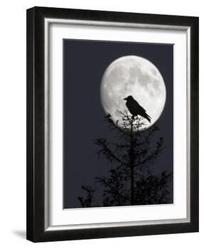 Silhouette of Hooded Crow (Corvus Cornix) Against Full Moon, Helsinki, Finland, December-Markus Varesvuo-Framed Photographic Print