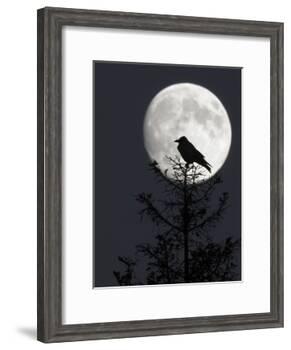Silhouette of Hooded Crow (Corvus Cornix) Against Full Moon, Helsinki, Finland, December-Markus Varesvuo-Framed Photographic Print