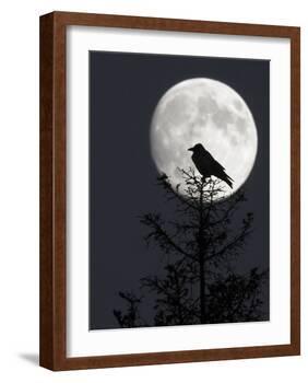 Silhouette of Hooded Crow (Corvus Cornix) Against Full Moon, Helsinki, Finland, December-Markus Varesvuo-Framed Photographic Print