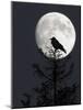 Silhouette of Hooded Crow (Corvus Cornix) Against Full Moon, Helsinki, Finland, December-Markus Varesvuo-Mounted Photographic Print