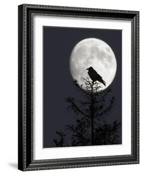Silhouette of Hooded Crow (Corvus Cornix) Against Full Moon, Helsinki, Finland, December-Markus Varesvuo-Framed Photographic Print