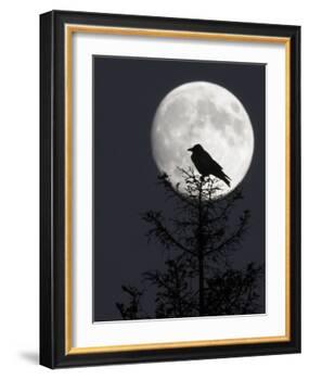 Silhouette of Hooded Crow (Corvus Cornix) Against Full Moon, Helsinki, Finland, December-Markus Varesvuo-Framed Photographic Print