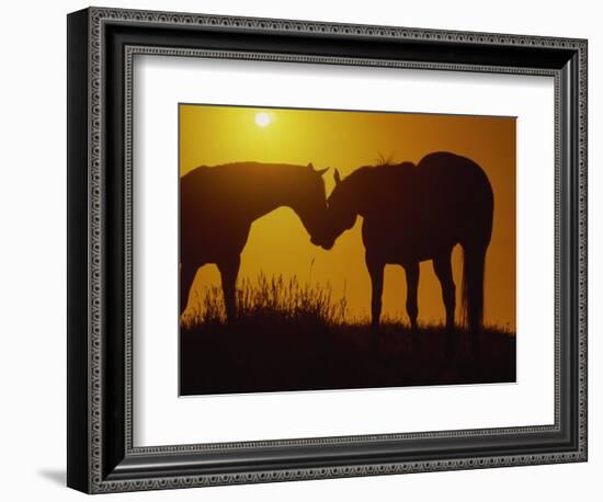 Silhouette of Horses at Sunset-Jerry Koontz-Framed Photographic Print