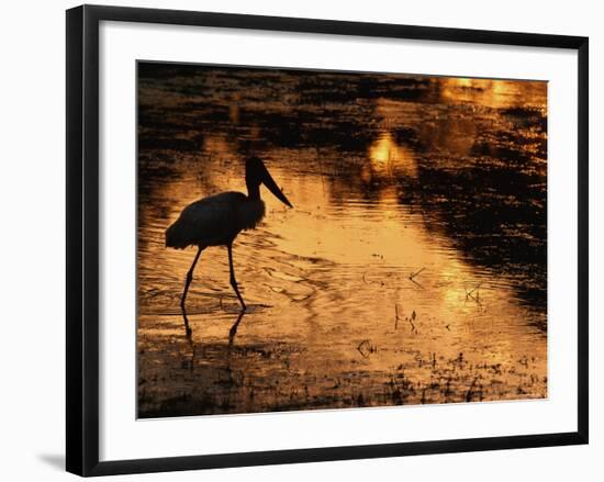 Silhouette of Jabiru Stork in Water, at Sunset, Pantanal, Brazil-Staffan Widstrand-Framed Photographic Print