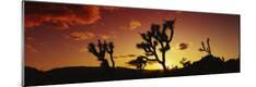 Premium Photographic Print