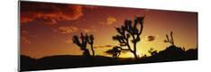 Photographic Print