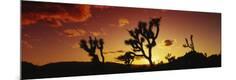 Photographic Print