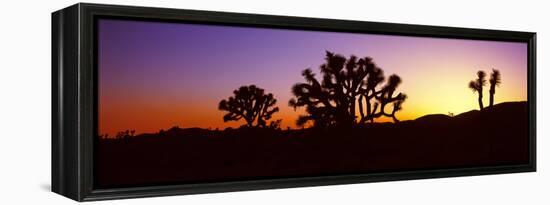 Silhouette of Joshua Trees in a Desert, Joshua Tree National Park, California, Usa-null-Framed Premier Image Canvas