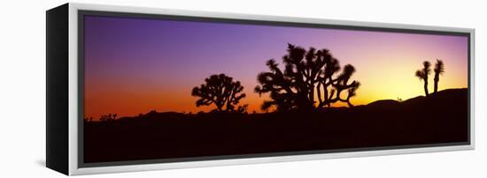 Silhouette of Joshua Trees in a Desert, Joshua Tree National Park, California, Usa-null-Framed Premier Image Canvas