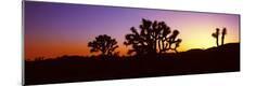 Photographic Print